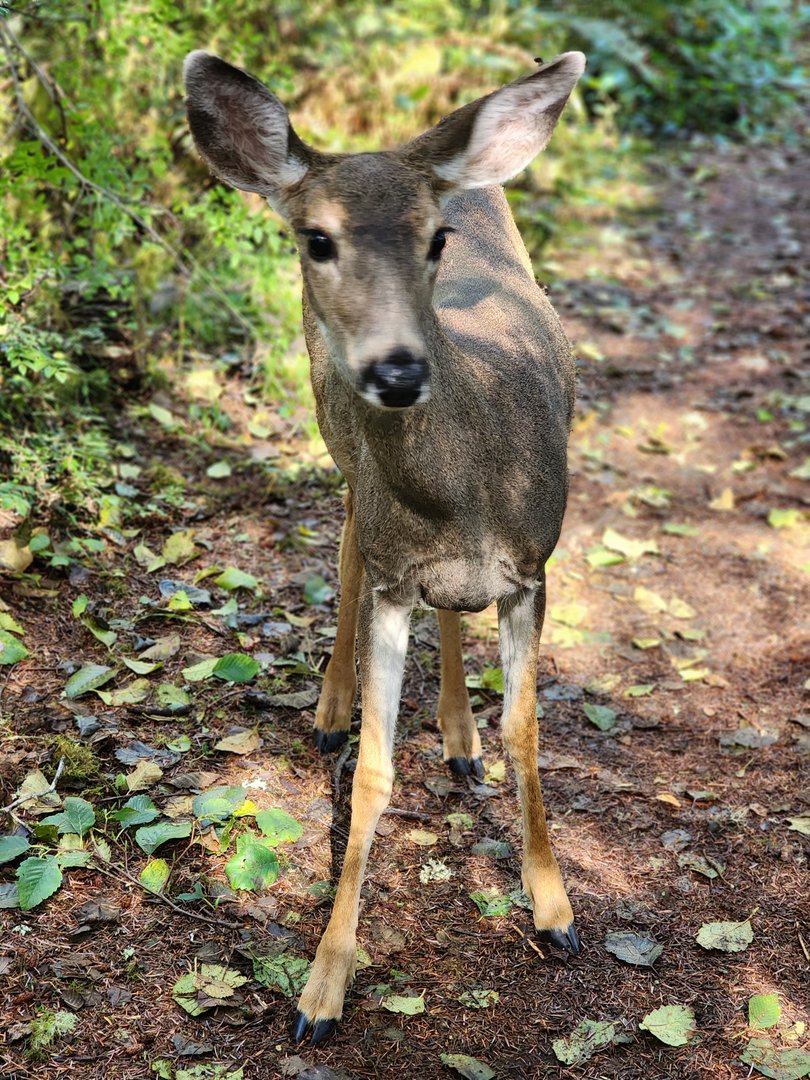 A deer in the forest in Ocean Shores, Washington