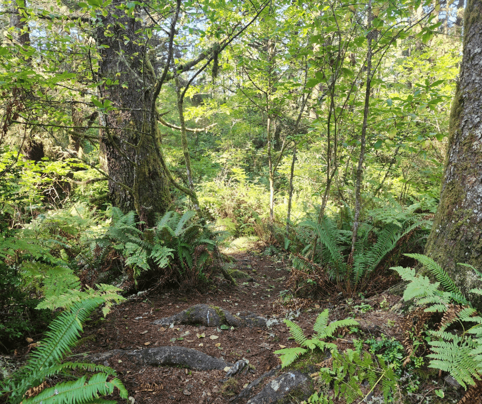 Weatherwax hiking trail in Ocean Shores